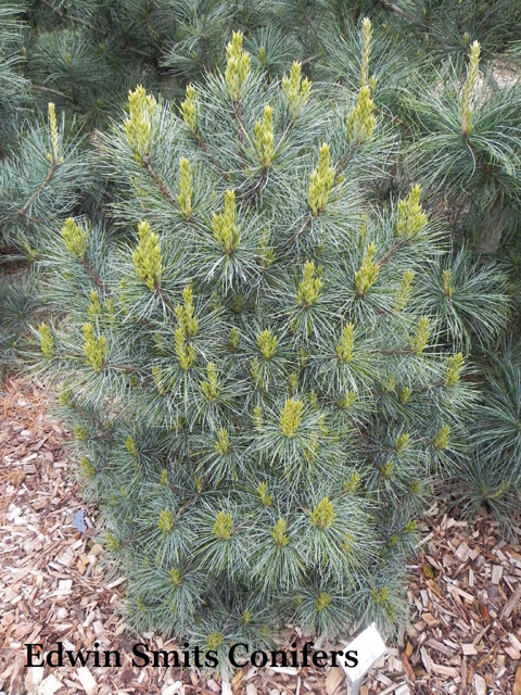 Pinus koraiensis 'Tsingtao'